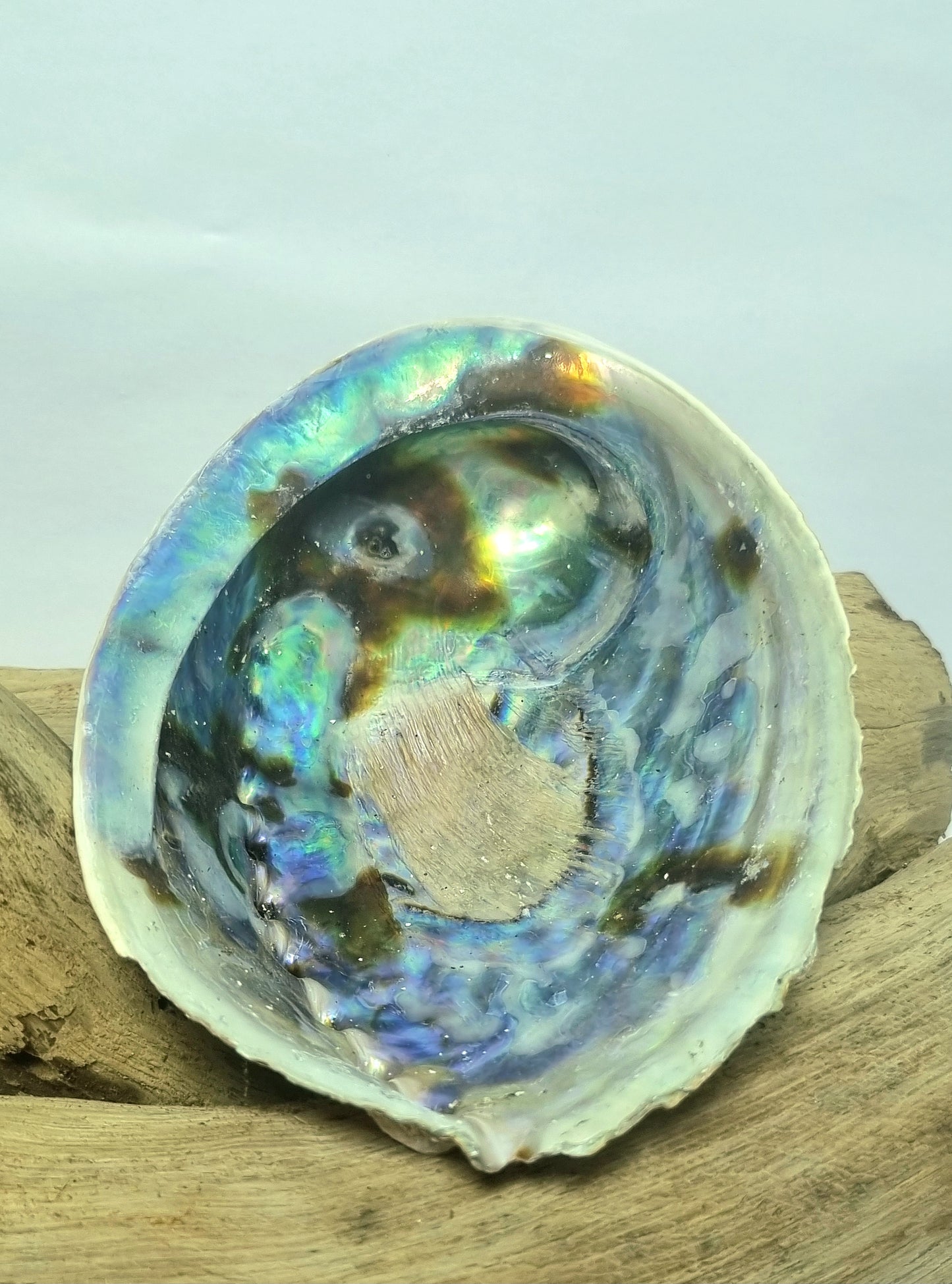 Coquillages d'ormeau